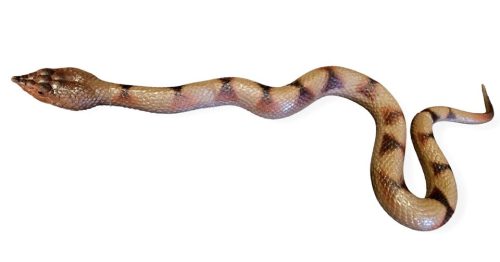 Barna gumikígyó 60cm