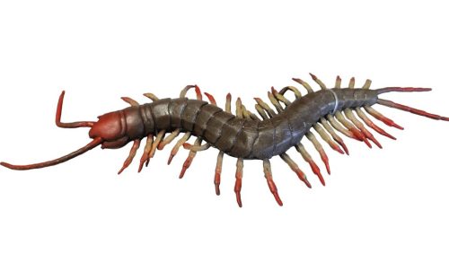 Százlábú gumi 23cm