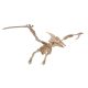 Woodcraft Drevené 3D puzzle Pterosaur