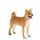 Mojo Pes shiba inu