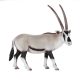 Mojo Oryx arabský